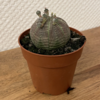 Euphorbia obesa 8,5cm Topf