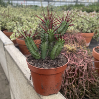 Euphorbia pentagona 8,5cm Topf
